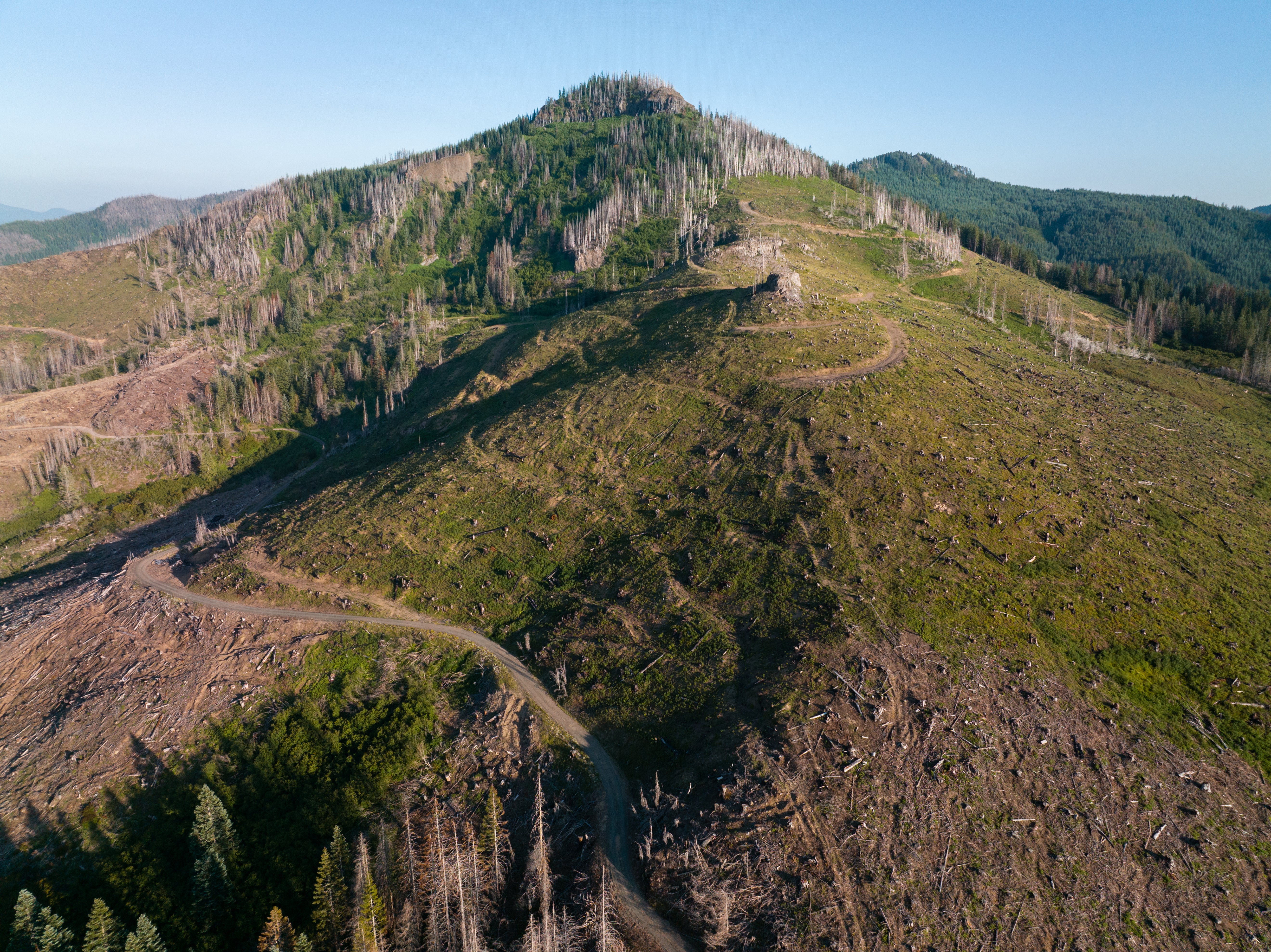 Trees: US, Oregon